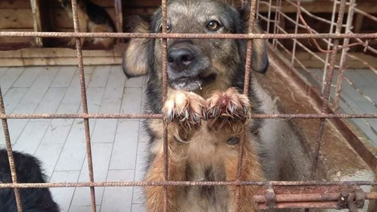Život v Rumunském státním útulku je pro psy horší než na ulicích. 