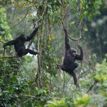 Vzácné nedotčené pralesy v Kamerunu i jejich obyvatelé jsou v ohrožení. Zdroj: Greenpeace Africa