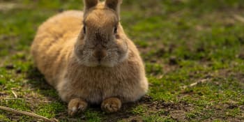 Vlámsko zpřísňuje chovy králíků, budou žít v parcích plných nor a tunelů