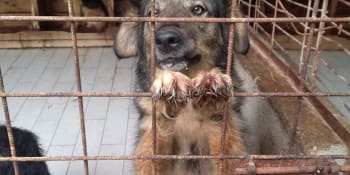 Komentář Michaely Seifertové: „Psí“ život psů v Rumunsku
