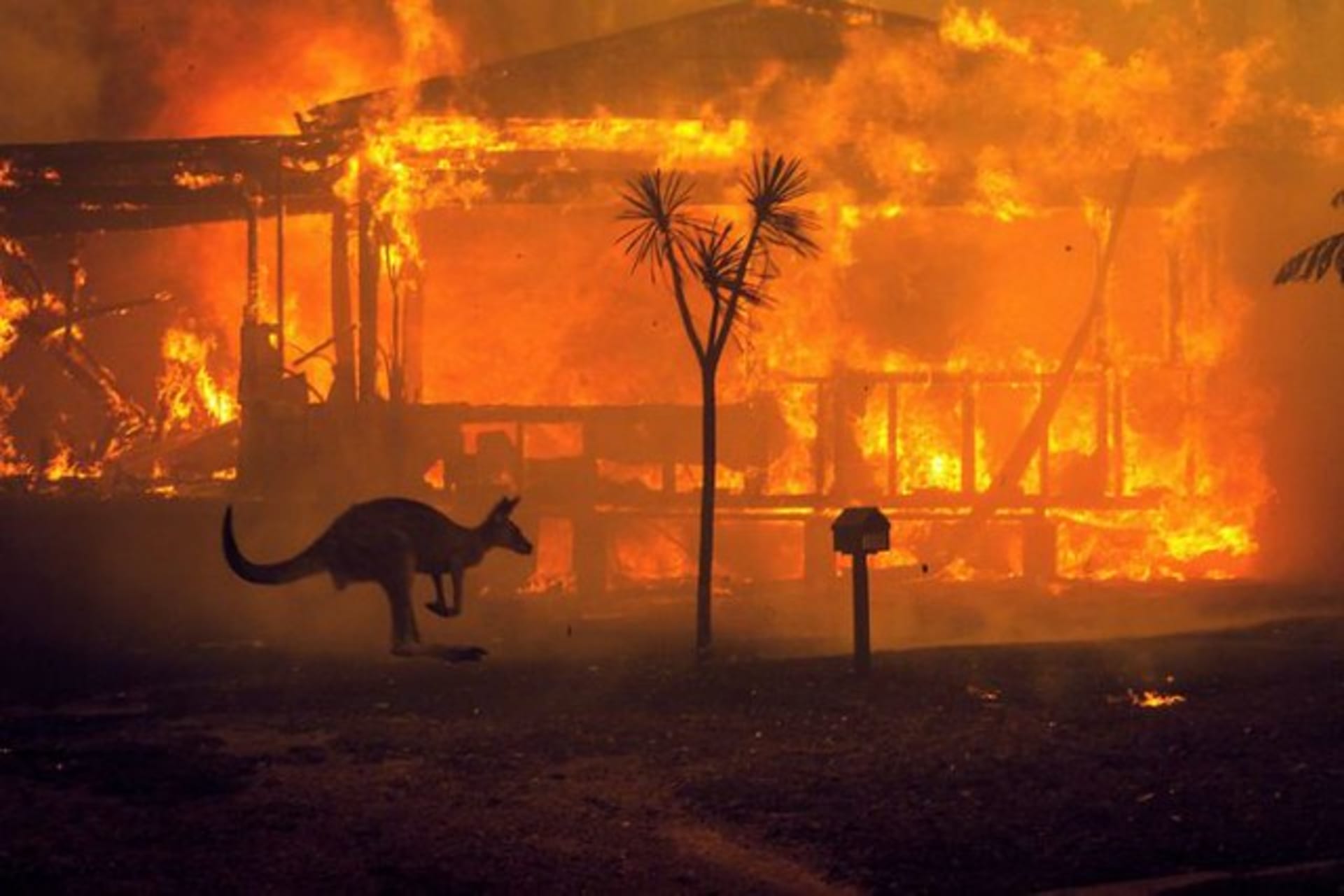 Požáry v Austrálii připravují o život lidi i zvířata.