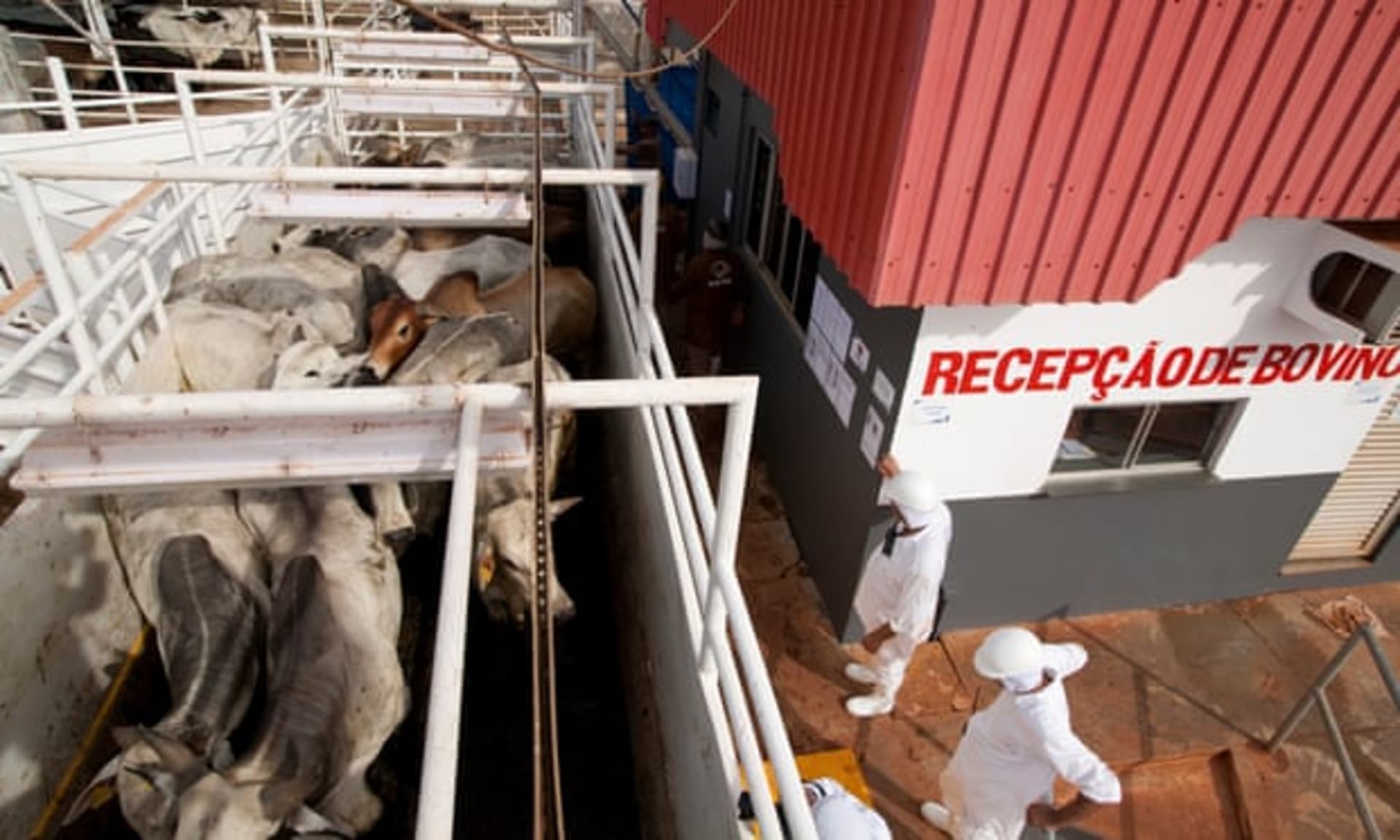 Jatka Mafrig - společnost je čtvrtým největším prodejcem hovězího masa na světě. Zdroj: Greenpeace