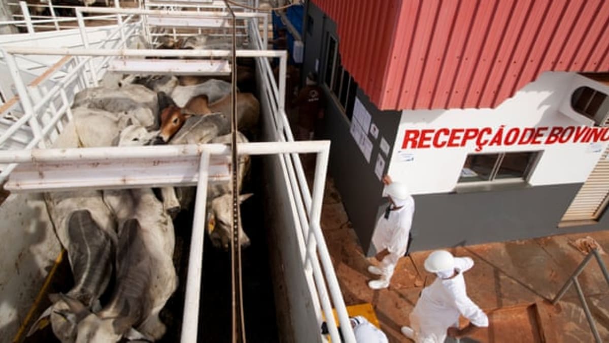 Jatka Mafrig - společnost je čtvrtým největším prodejcem hovězího masa na světě. Zdroj: Greenpeace