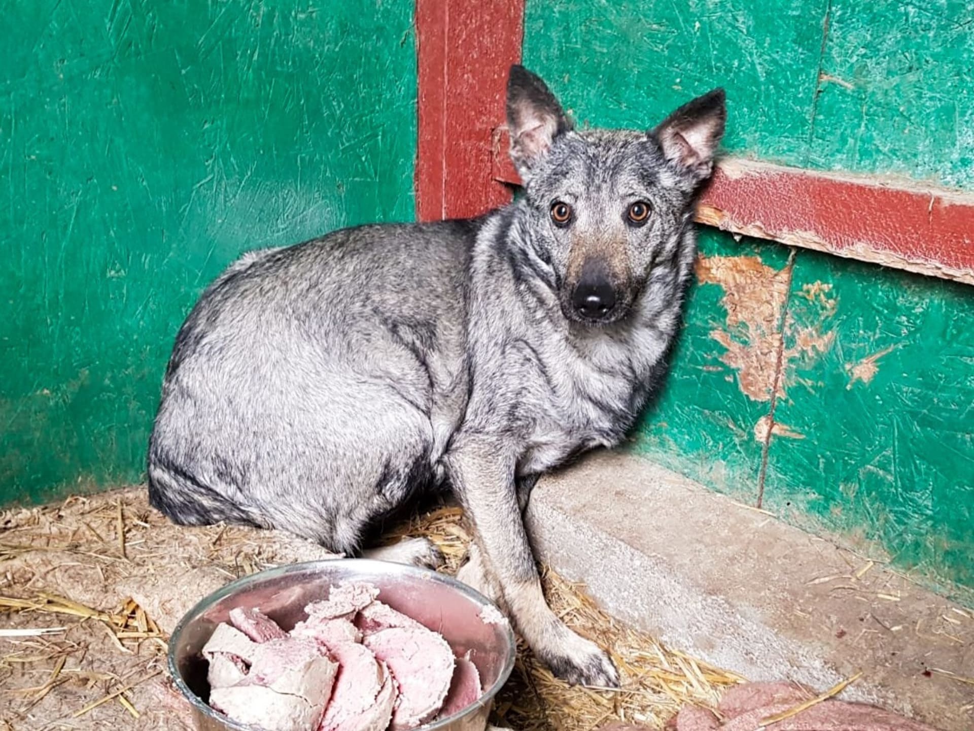 Sia v soukromém azylu / Heart for Romanian dogs z.s.