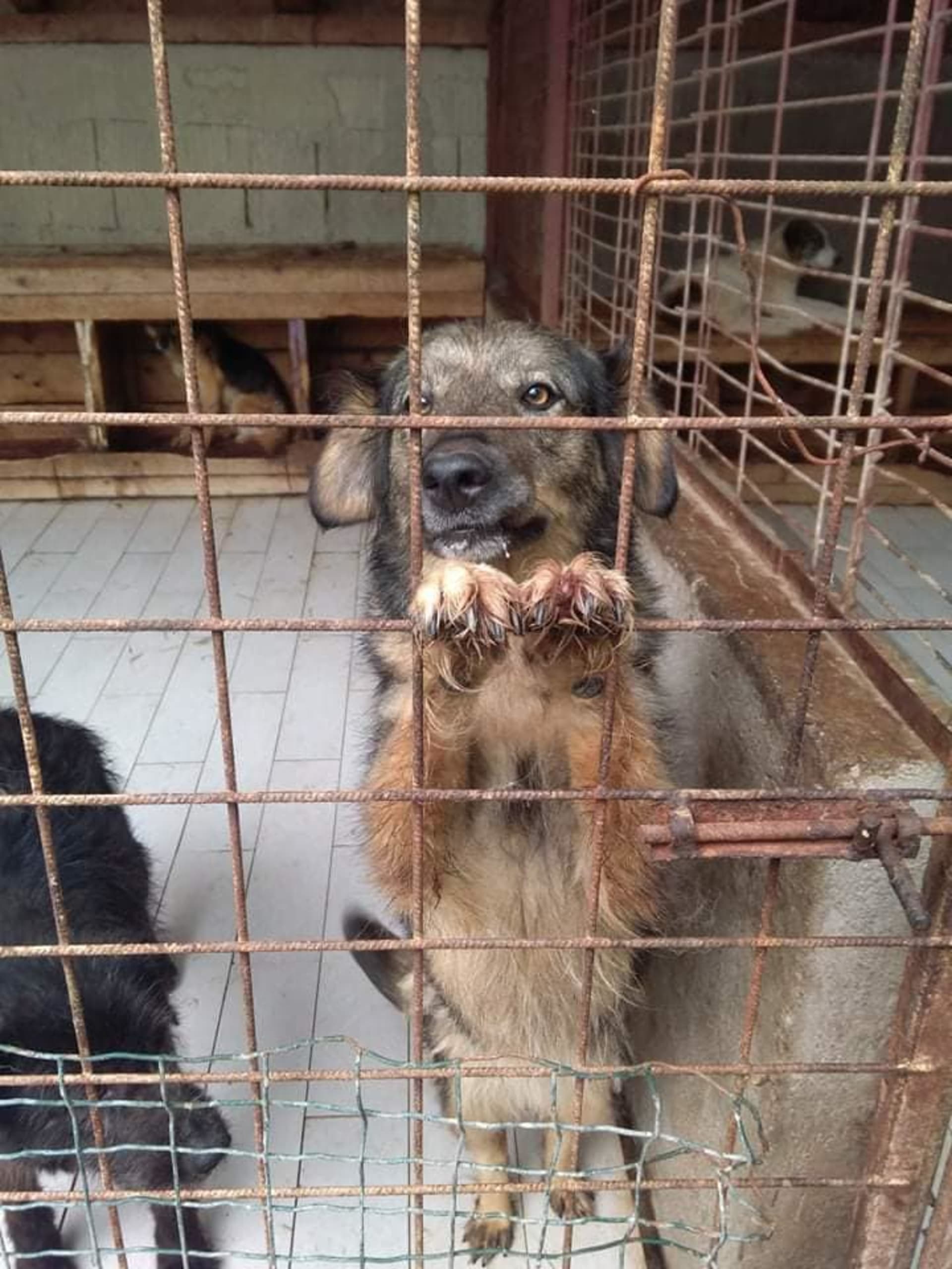 Pes ve státním útulku. Heart for Romanian dogs z.s. se snaží řešit situaci na místě a podporovat soukromé azyly, které mají snahu psy zachraňovat z otřesných podmínek / Heart for Romanian dogs z.s.