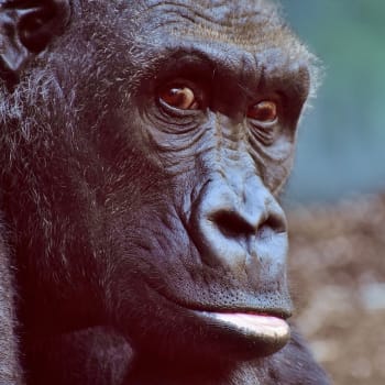 Gorila, ilustrační foto