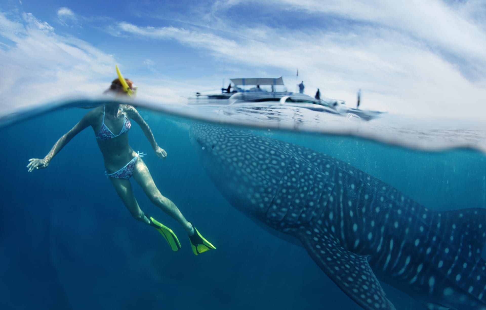 Žralok obrovský, ilustrační foto
