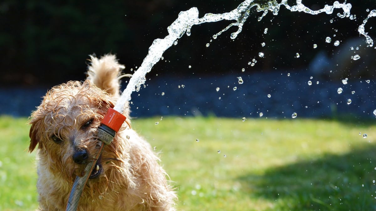 Pes se může otrávit i vodou, pokud bude dlouho aportovat míček z vody nebo chytat vodu z hadice. 