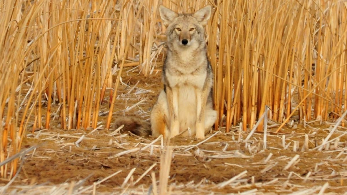 Na rozdíl od Indiánů považují dnešní farmáři kojoty za škodnou.