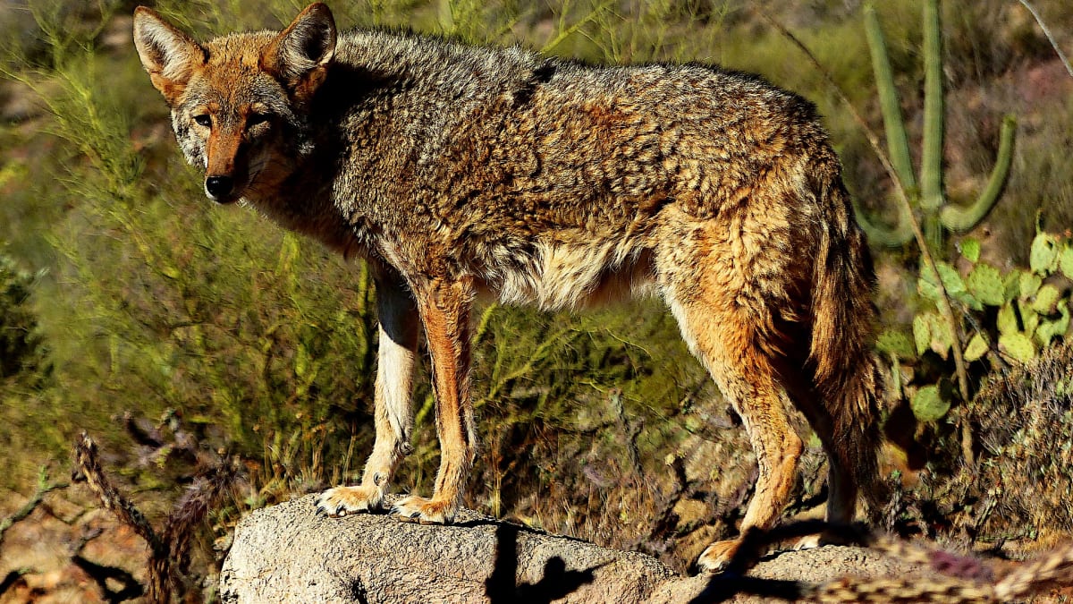 Původně kojoti žili na území severního Mexika, dnes je najdete po celém kontinentě. 