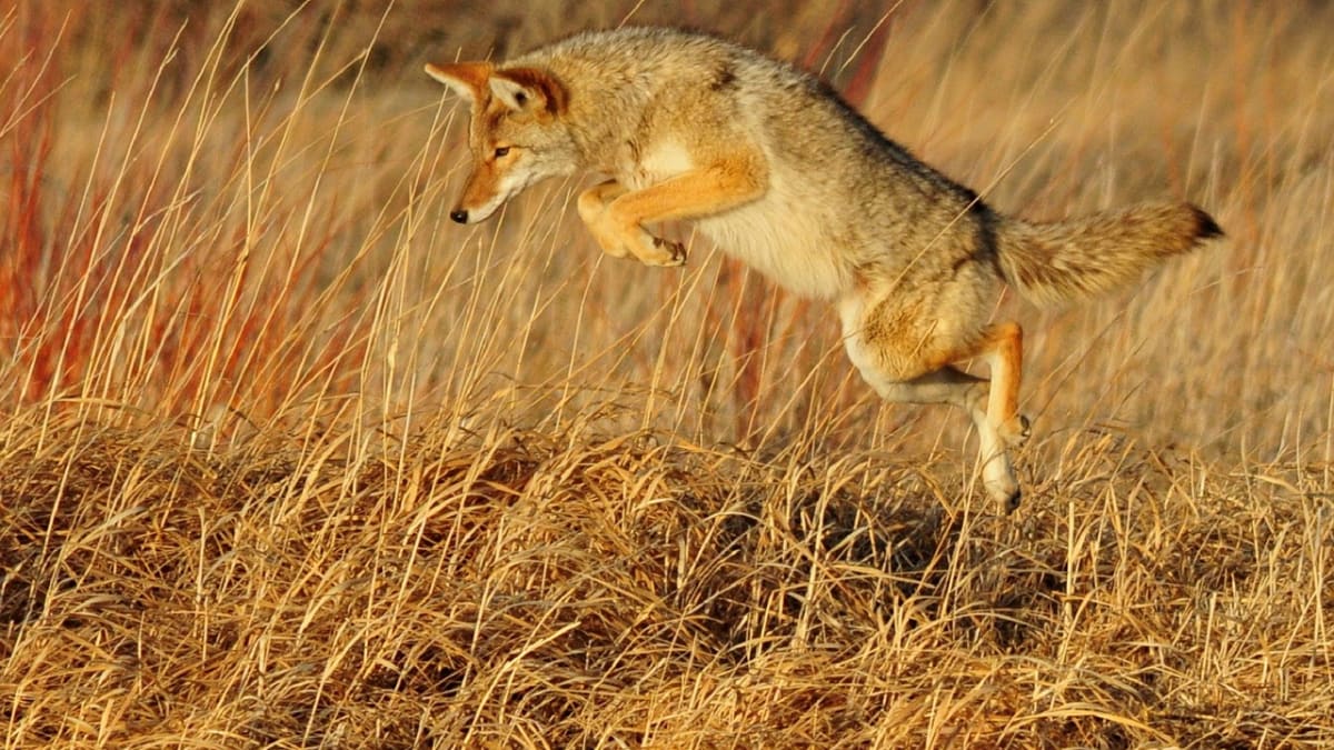 Dnes se kojoti uživí i ve městech - loví zde veverky i odpadky.