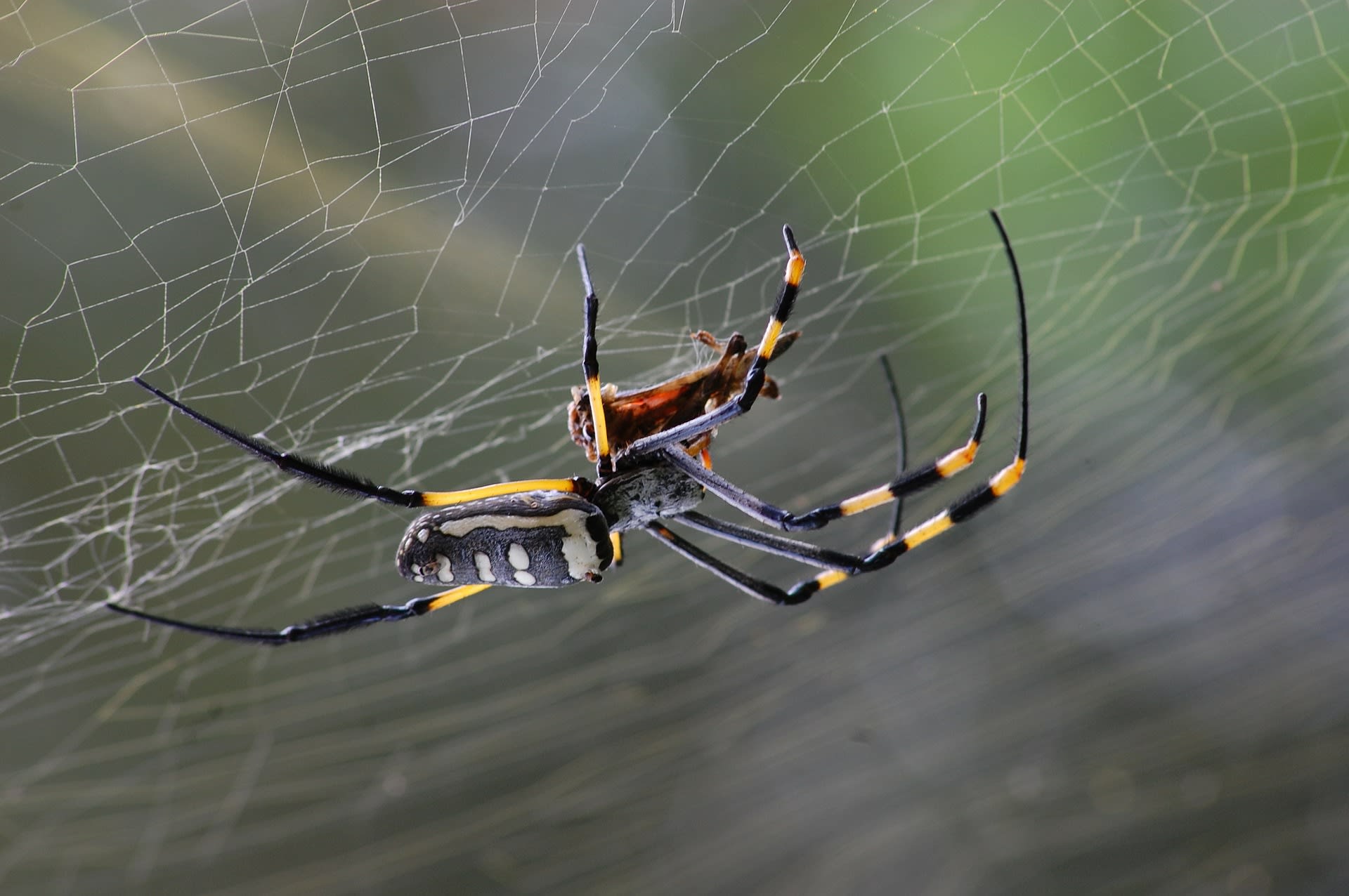 Austrálie je domovem více jak dvou tisíc druhů pavouků.