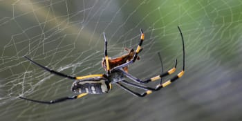 V Austrálii testují aplikaci na rozpoznání pavouků a hadů. Podobnou už vyvinul Čech