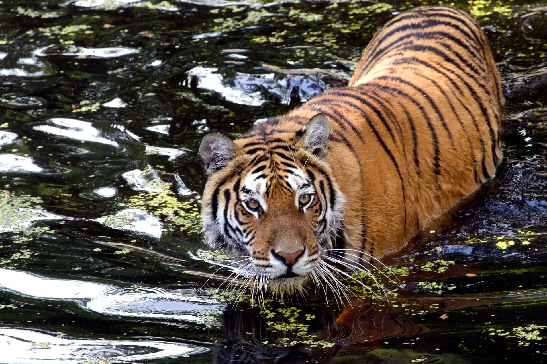 Tygrům se v rezervaci daří. Svědčí o tom fotografie z fotopastí.