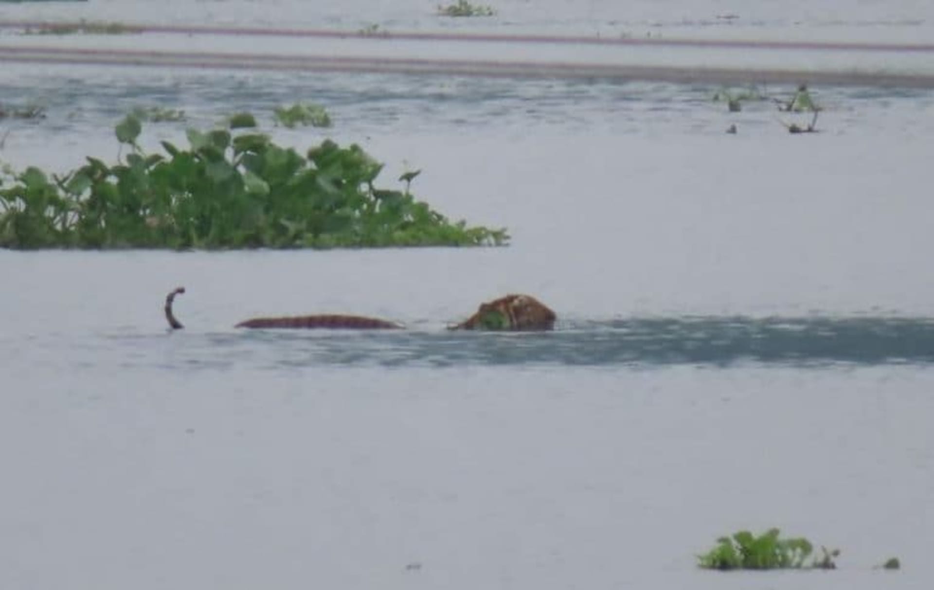 Ani tygrům se monzunové záplavy nevyhnuly. Tři z nich museli vyhledat pomoc v okolních vesnicích. Zdroj: Národní park Kaziranga