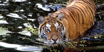 Indičtí ochránci slaví – v chráněné rezervaci se narodila první tygří mláďata