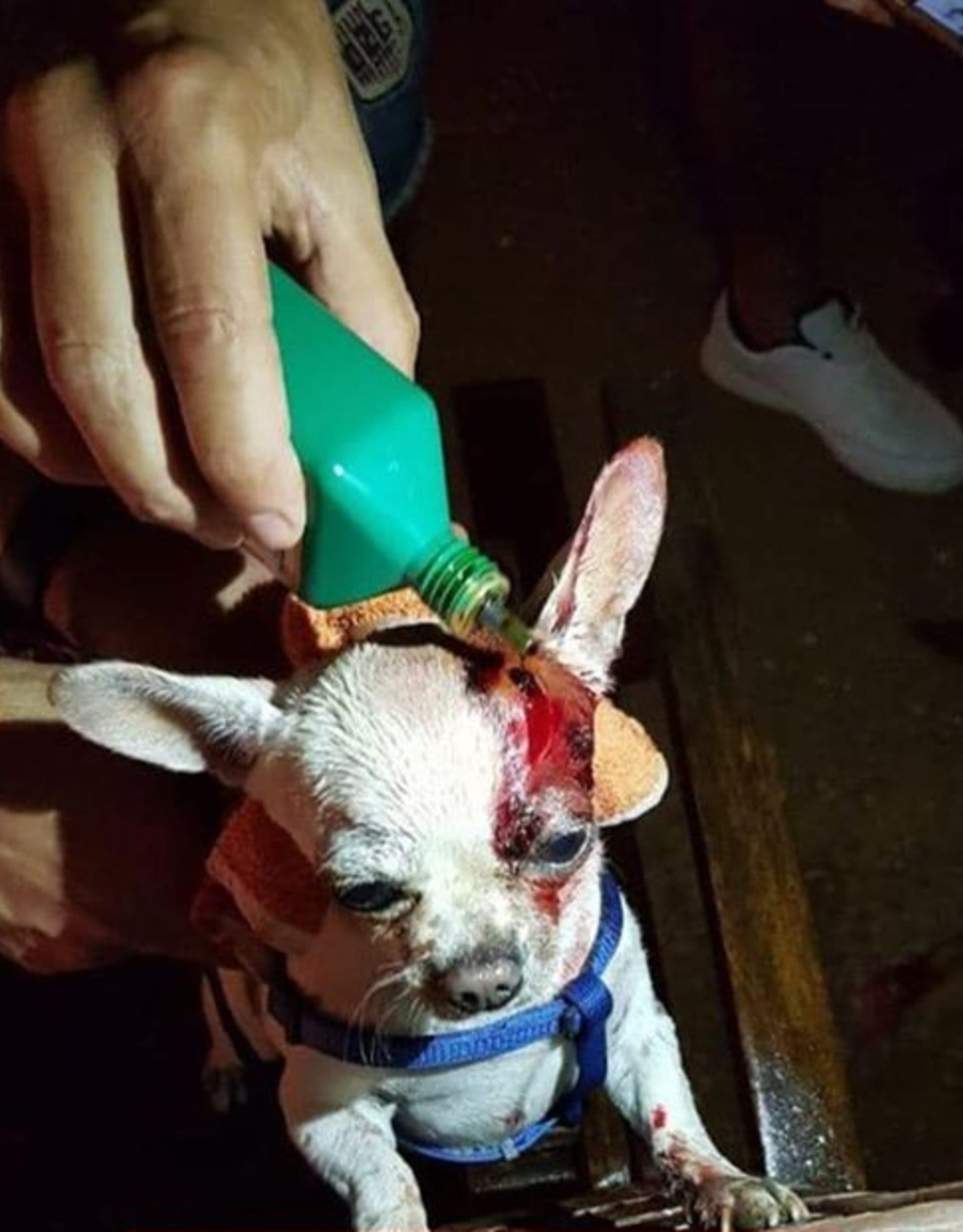 Mnoho zvířat bylo při výbuchu zraněno: Zdroj: Facebook Animals Lebanon
