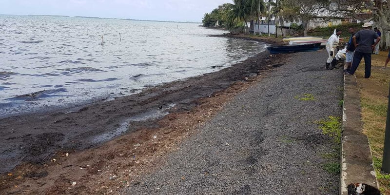 Ekologická katastrofa na Mauriciu. 