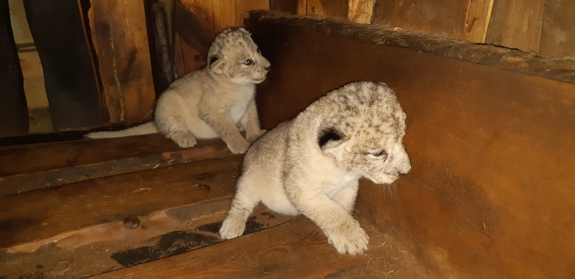 V plzeňské zoo se narodily dva vzácní lvi berberští.