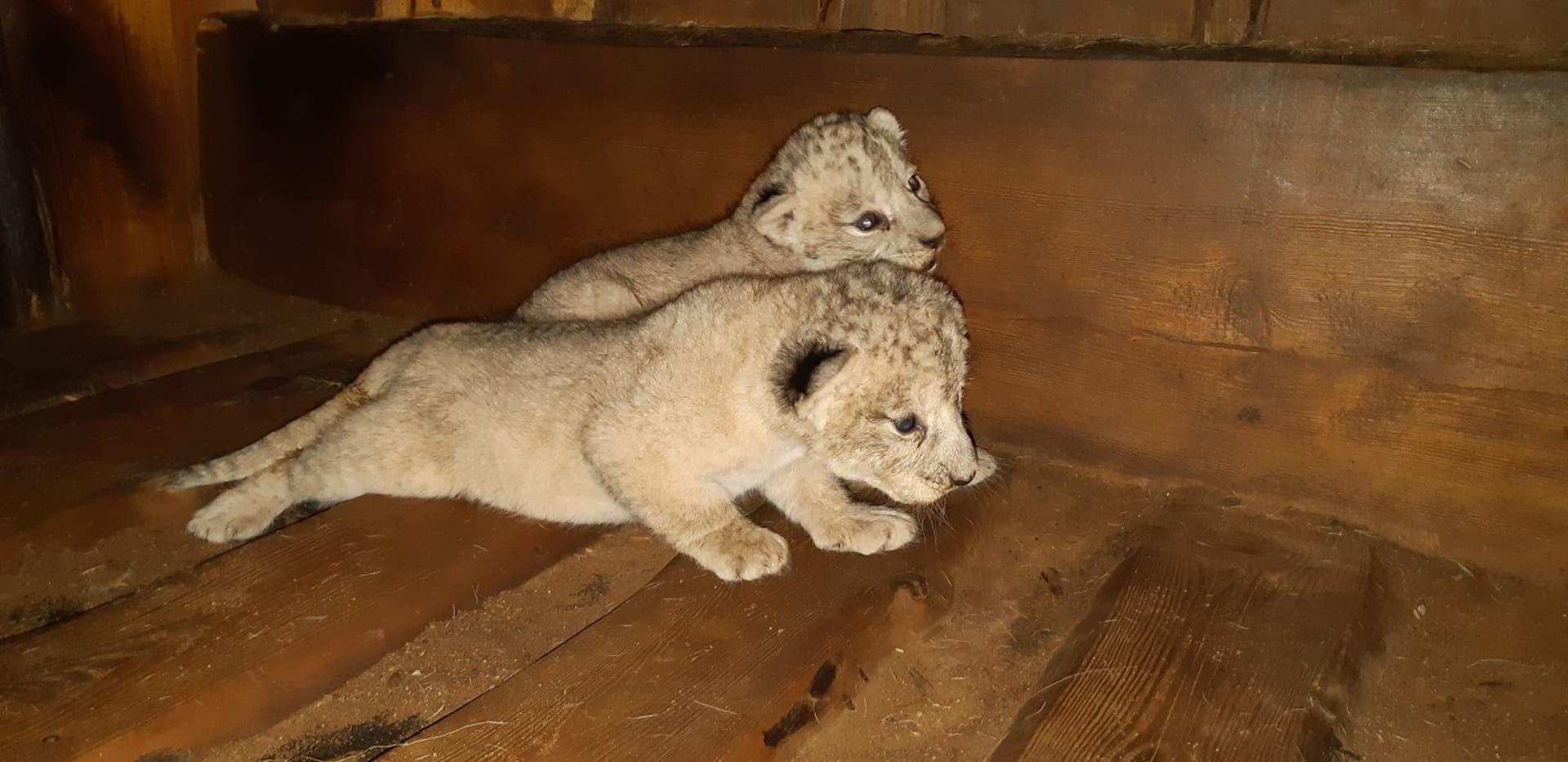Dvě mláďata vzácných lvů berberských