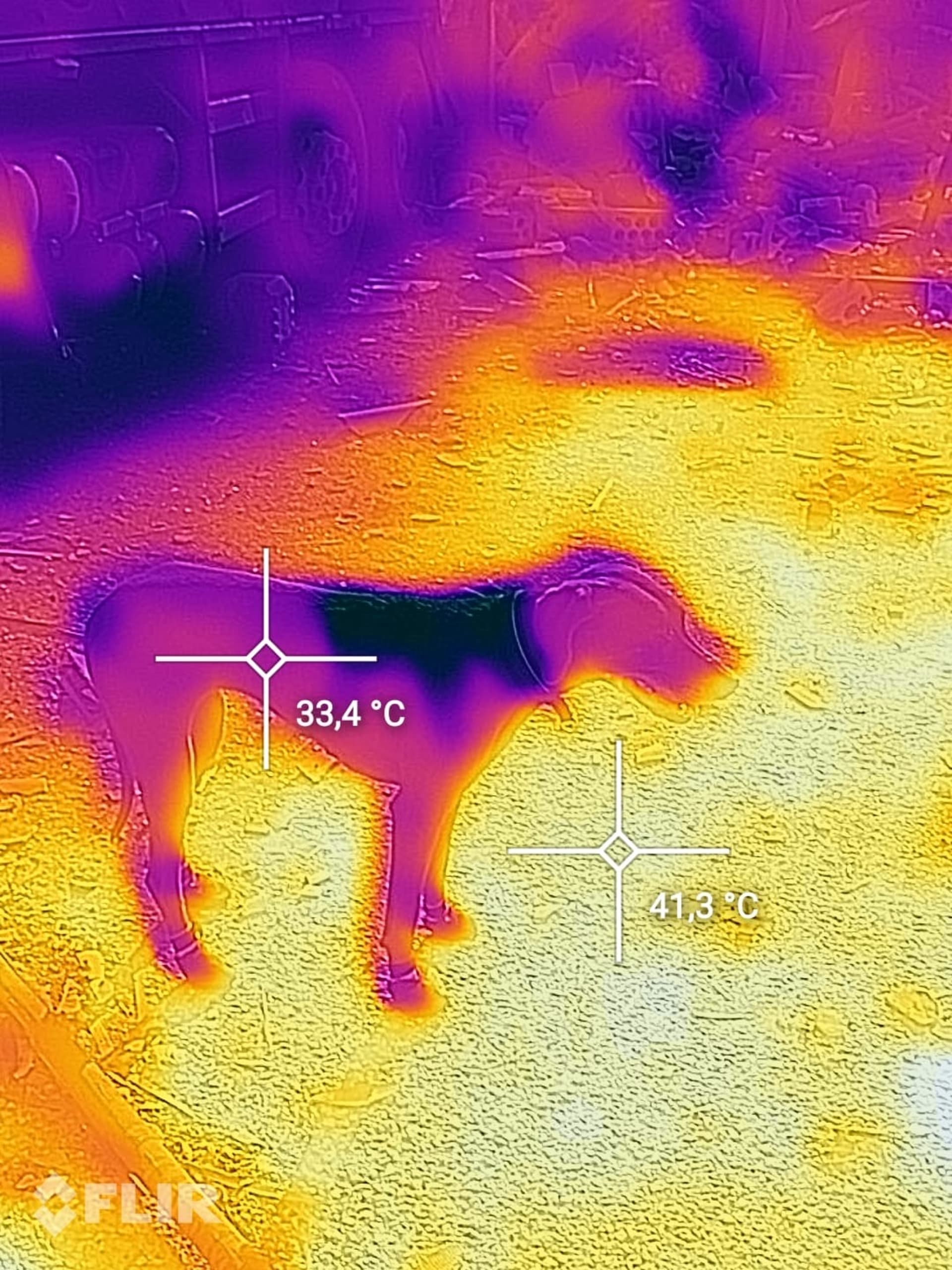 Snímek psa záchranáře pořízený termokamerou ukazuje vysoké teploty, ve kterých muselo zvíře pracovat. (foto: HZS Libereckého kraje)