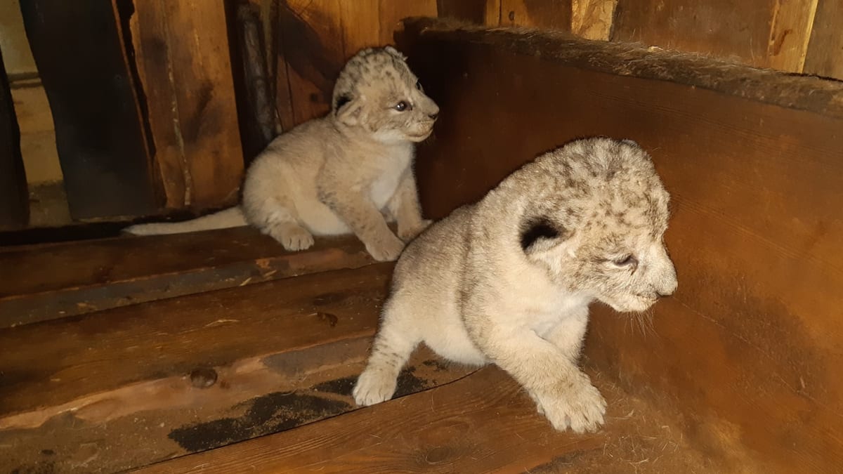 V plzeňské zoo se narodily dva vzácní lvi berberští.