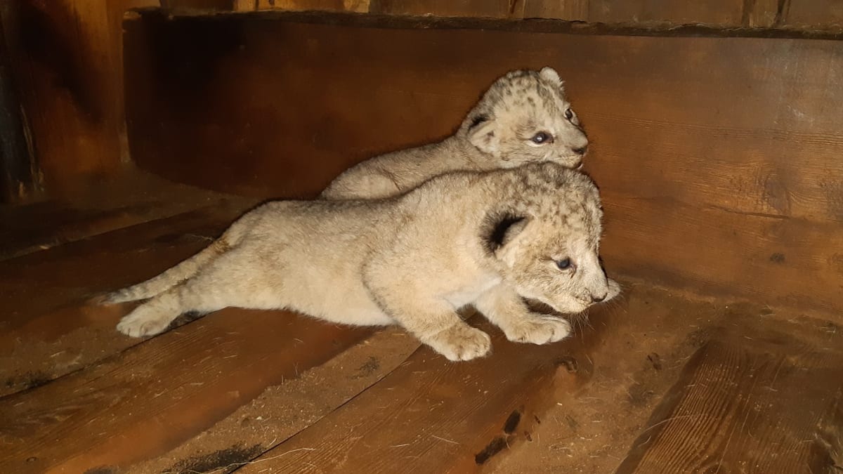 Dvě mláďata vzácných lvů berberských