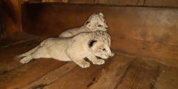 Nový přírůstek v plzeňské zoo: Narodili se dva vzácní lvi berberští