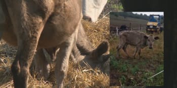 Na kost vyhublý býček: Majiteli stáda na Berounsku hrozí obvinění z týrání zvířat
