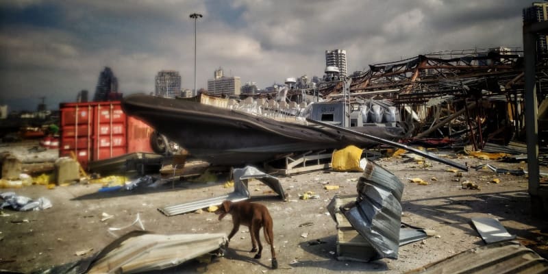 Psi při misi v Bejrútu museli nosit boty i při běžné chůzi, půda byla žhavá. (foto: HZS Libereckého kraje)