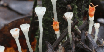 Čeští vědci objevili na Borneu novou rostlinu. Pojmenovali ji hvězdnatka nejmenší