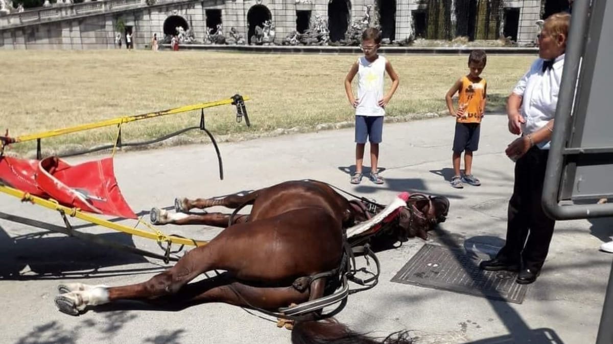 Podle italských médií nebyl kůň způsobilý k tažné práci. 