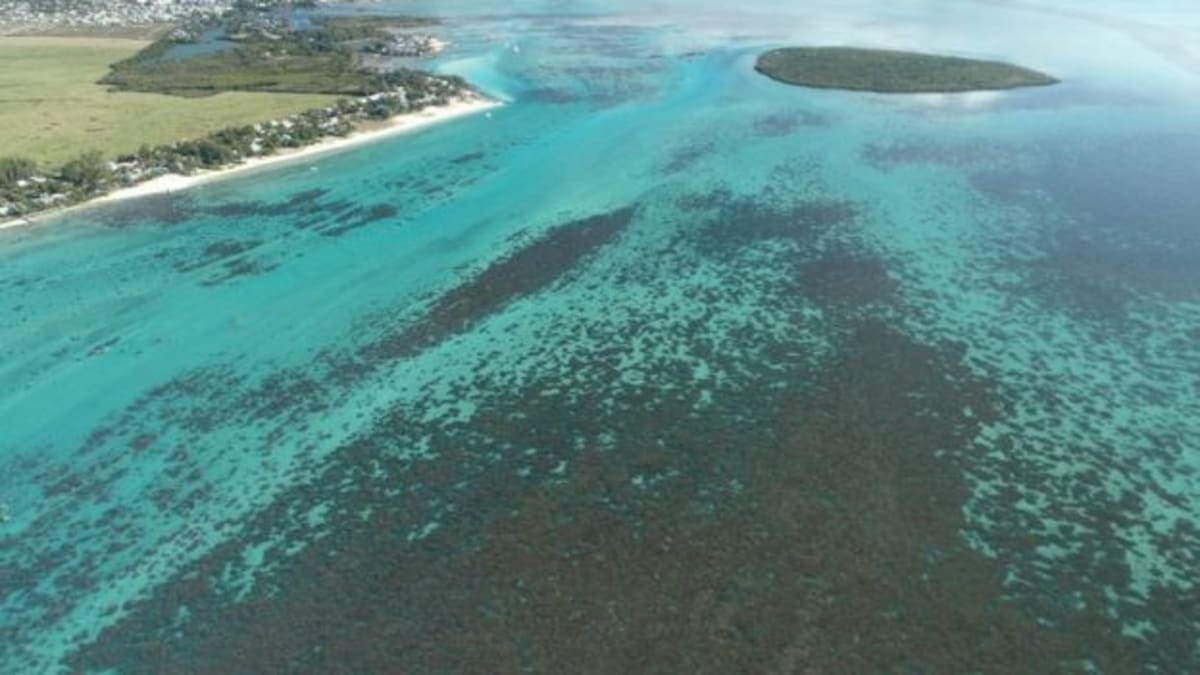 Podle ochránců přírody jsou již první korálové útesy ropou zasaženy. Zdroj: Greenpeace
