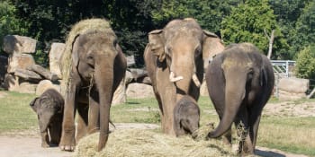 Dojemné setkání: Sloní samičky byly poprvé v přímém kontaktu s otcem