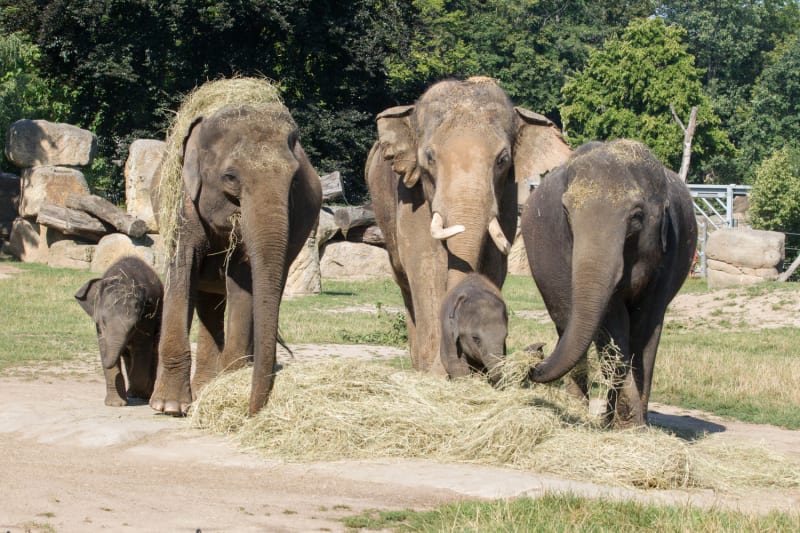 Sloní samičky Lakuna a Amalee poprvé s otcem