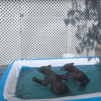 Medvíďata dováděla v dětském bazénku