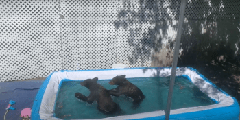 Úmorné vedro vyřešila medvíďata po svém a šla se zchladit do dětského bazénku