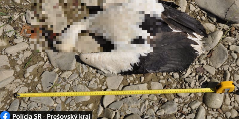 V Česku je čáp bílý zvláštně chráněn jako ohrožený druh