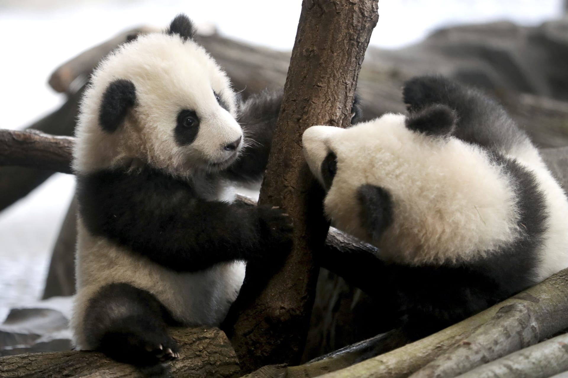 Turisté pandí mláďata nemohli několik měsíců spatřit.