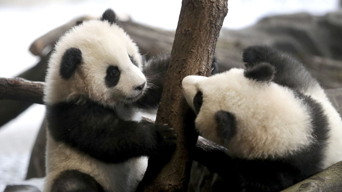 Turisté pandí mláďata nemohli několik měsíců spatřit.