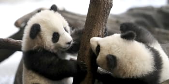 Pandí dvojčata v berlínské zoo oslaví první narozeniny, zahrada zpřísňuje opatření