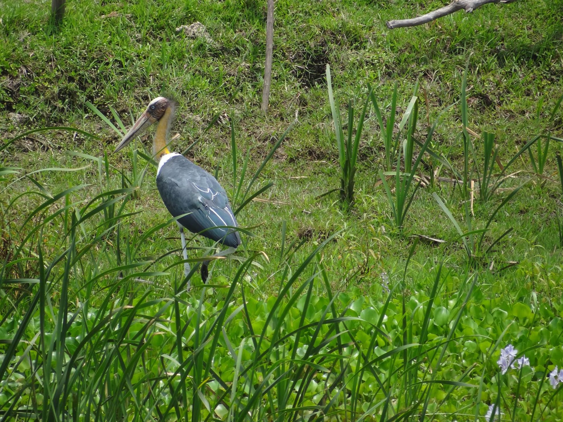 V rezervaci žije téměř pět set druhů ptáků. Zdroj: Koshi Tappu Wildlife Camp