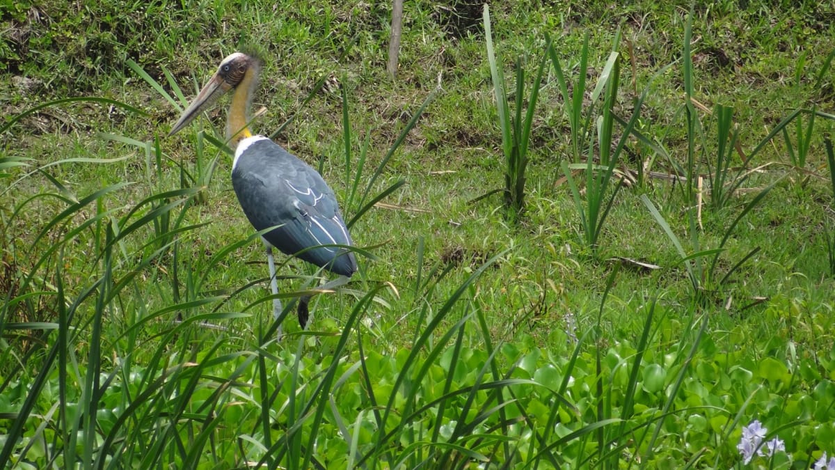 V rezervaci žije téměř pět set druhů ptáků. Zdroj: Koshi Tappu Wildlife Camp