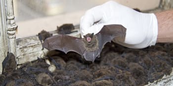 Rekonstrukce probudila netopýry, bez pomoci záchranářů by nepřežili