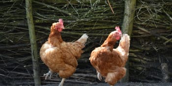 Mýty kolem slepic: Nejsou hloupé, kuřata vychovávají individuálně a umí počítat