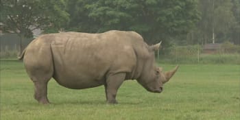 Samicím nosorožce severního bílého se čtyřikrát ročně odebírají vajíčka, samci vyhynuli