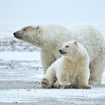 V ohrožení jsou nyní lední medvědi i další druhy tamějších zvířat, ale i původní kmeny.
