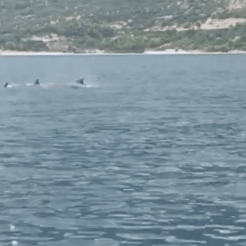 Turista v Chorvatsku natočil skupinu delfínů a velryb.