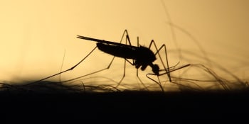 Vědce děsí komár. Přenáší exotickou nemoc ve městech, hrozí masivní rozšíření nákazy