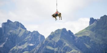 Unikátní akce ve švýcarských Alpách: Z pastvin vrtulník transportoval zraněnou krávu